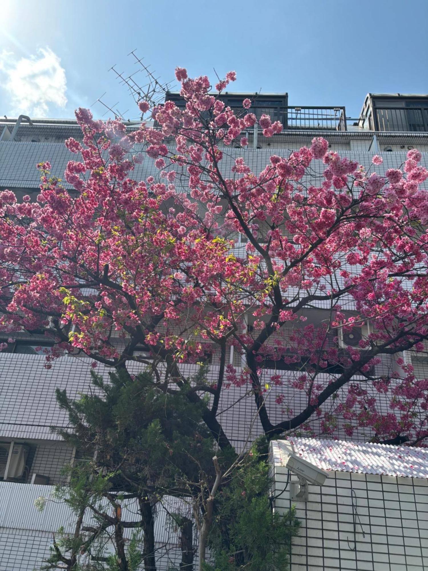 City Hotel Dolphin Tokyo Eksteriør billede